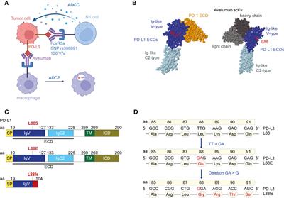 PD-L1 Amino Acid Position 88 Represents a Hotspot for PD-L1 Stability With Relevance for PD-L1 Inhibition